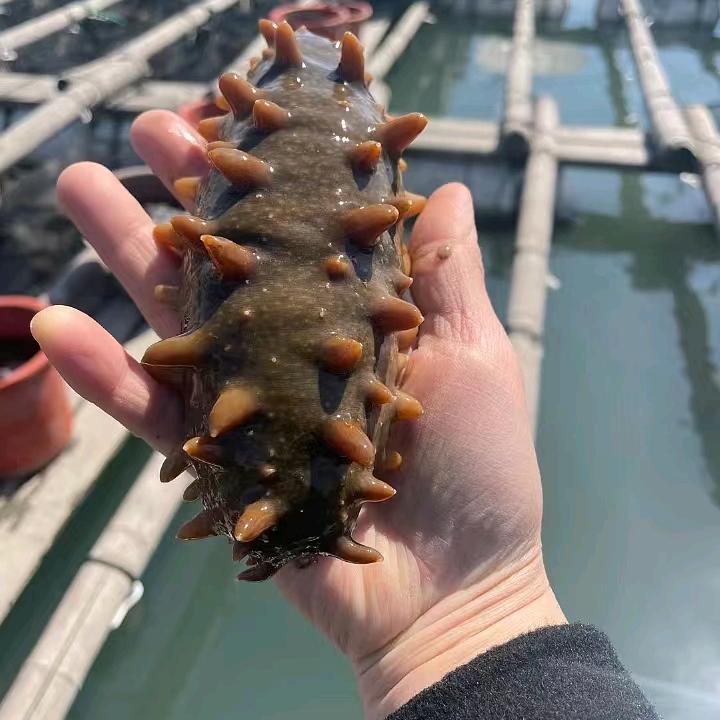 福鱼海参企业店