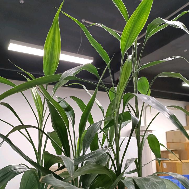 途流明 汽车 LED大灯