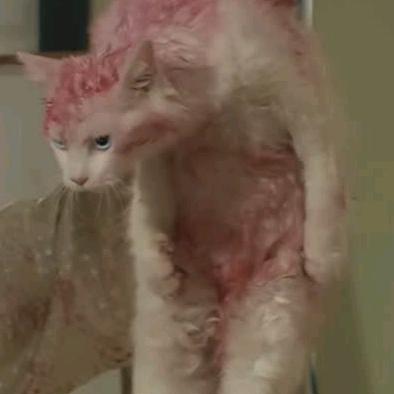 一朵风中摇曳的水仙花