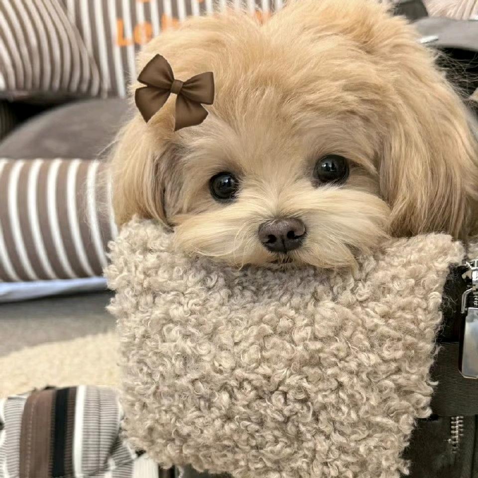 叁玖玖