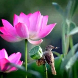 花间动情怀