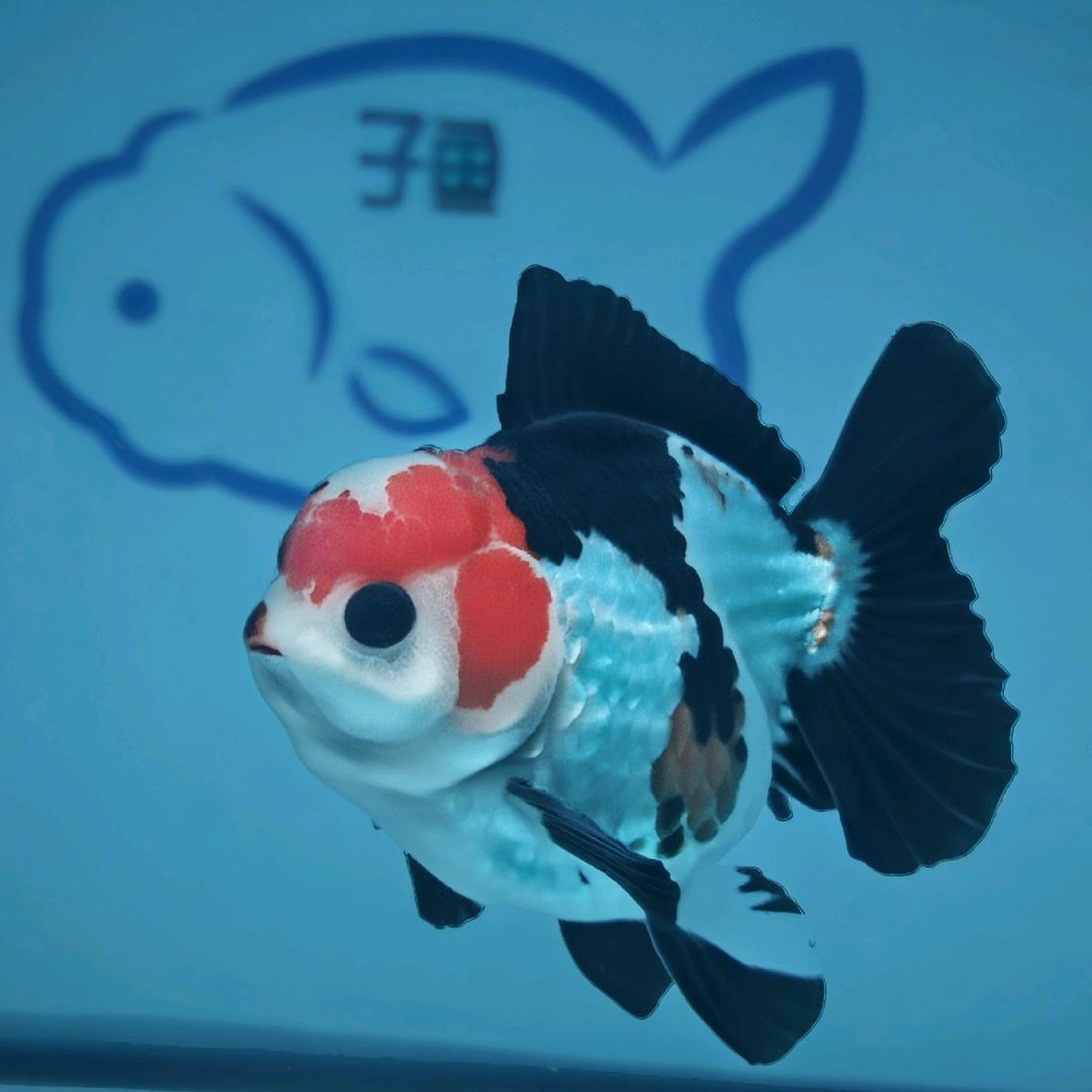 听海的鱼