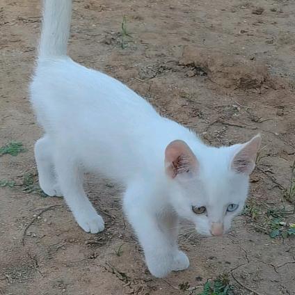 😸不再流浪的猫