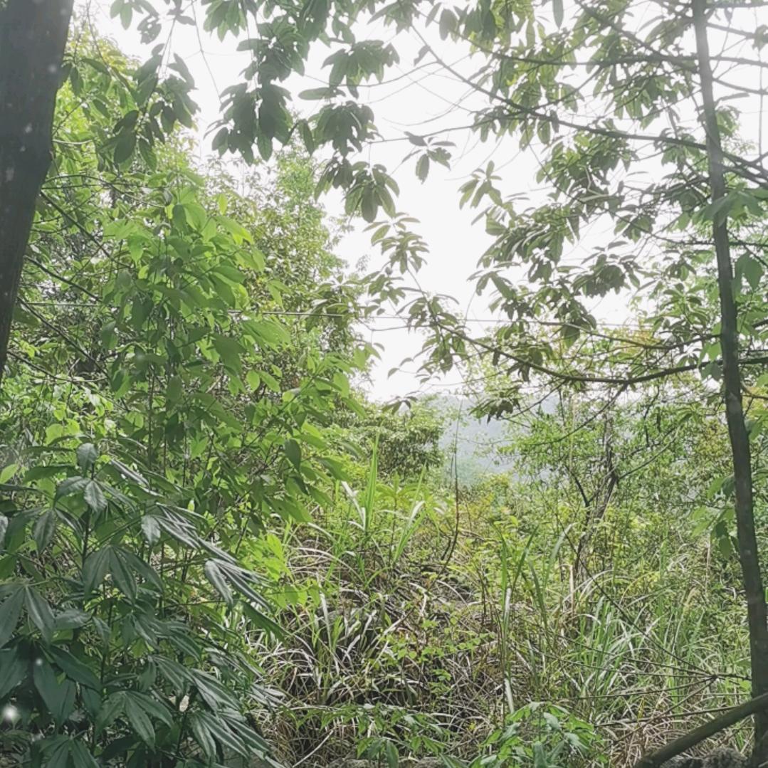 东北虎