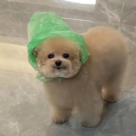 zyxbwjszd