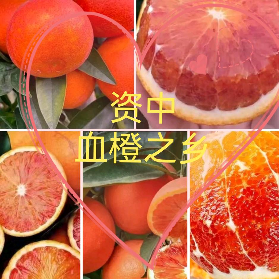 资中的塔罗科血橙