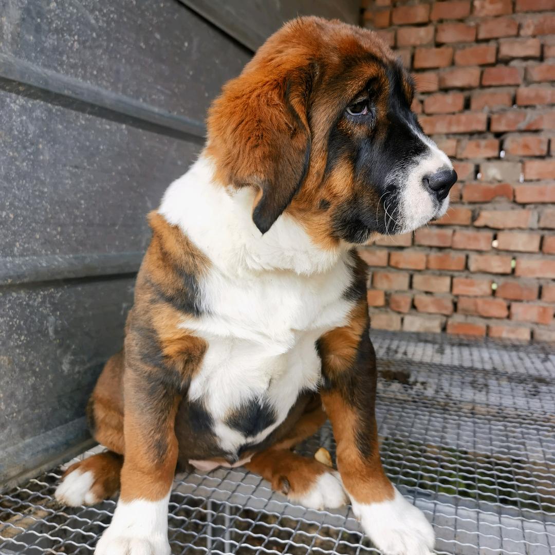 鹿邑大骨架高端肉狗