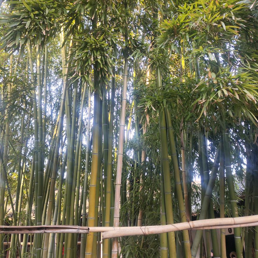 四川成都九寨沟