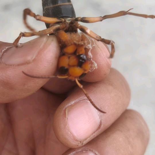 长安马蜂哥