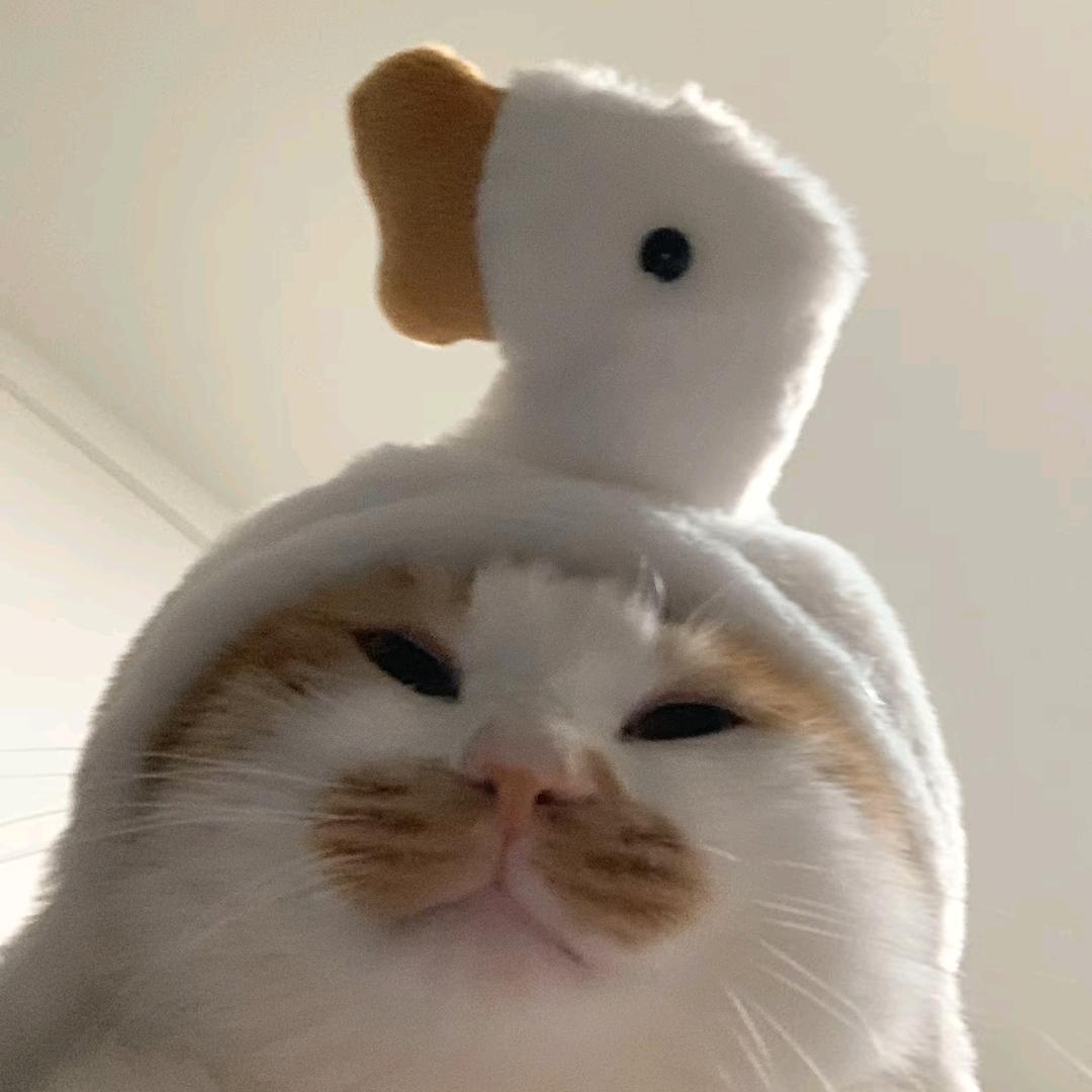 老婆别打我了,我现在就去做饭