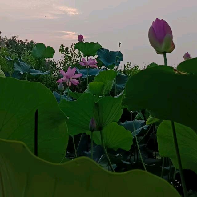 彩蝶恋花