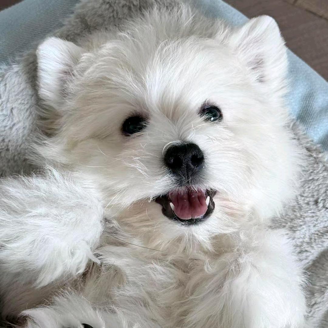 赛可乐祭司特Aliyah