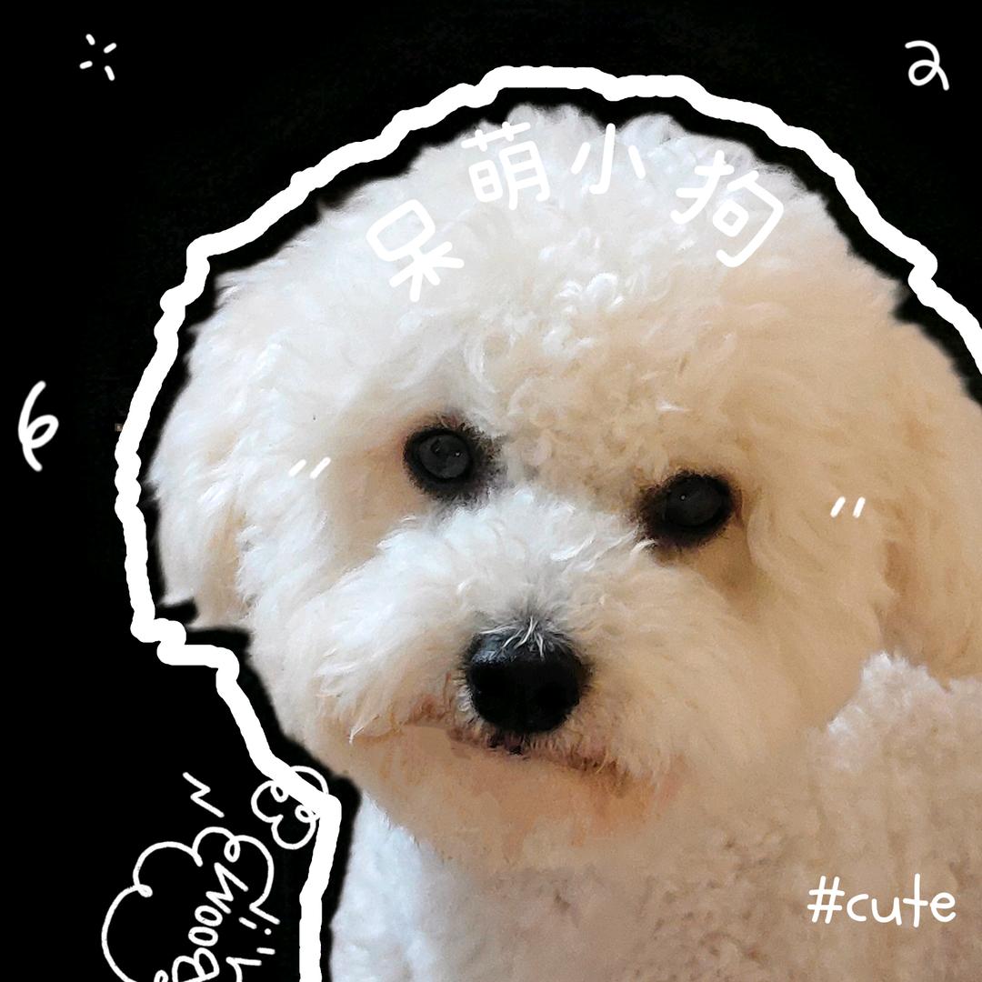 ①只胖波狗🐶