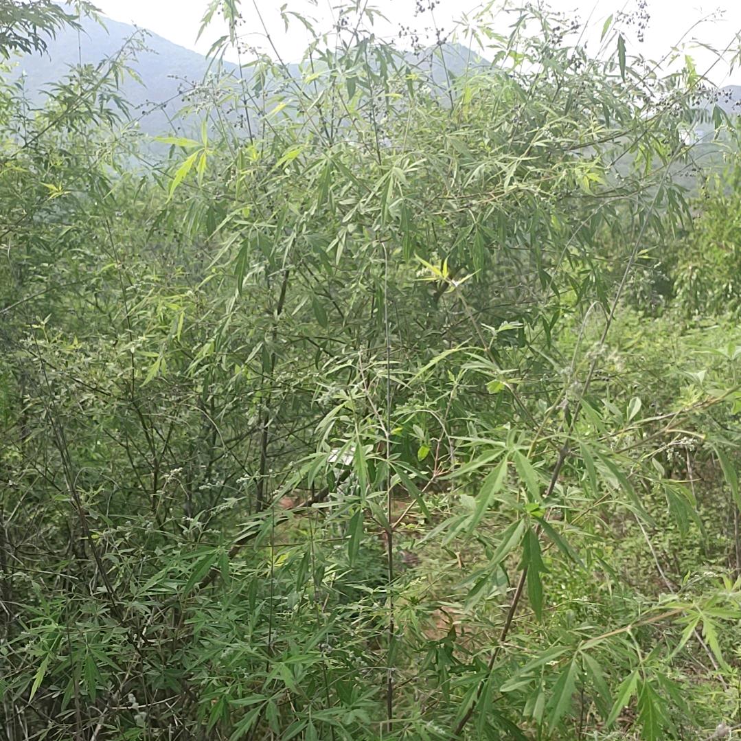 努力
