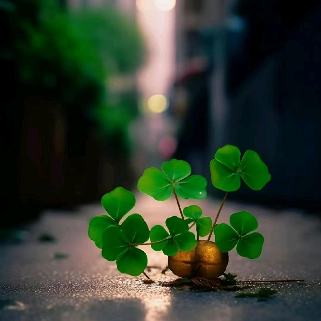 珊珊🍀