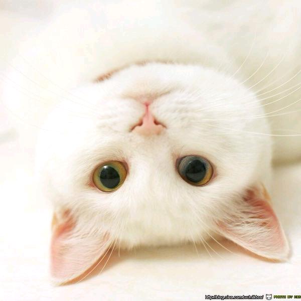 🔹是弱水吖🔹