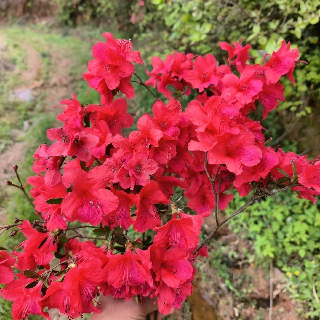 映山红园艺盆景