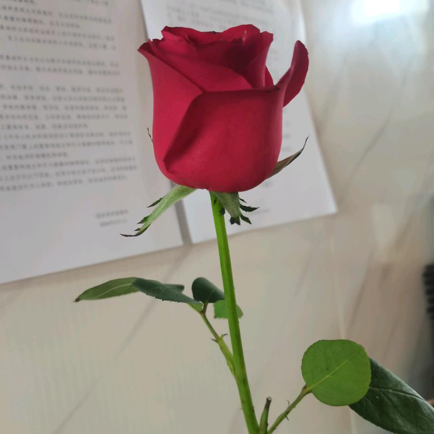 左云县云文苑西门兰州牛肉面