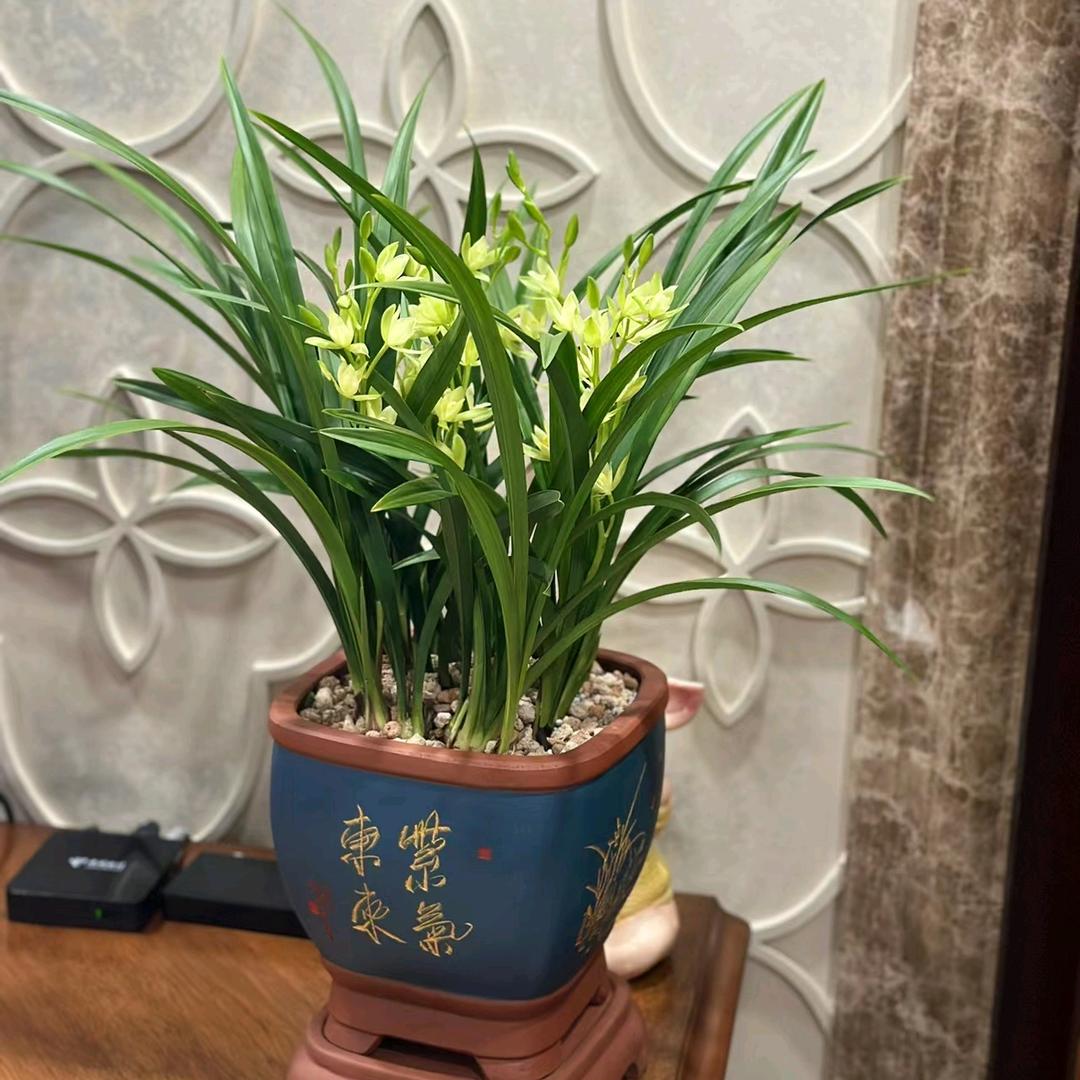 养花小丁