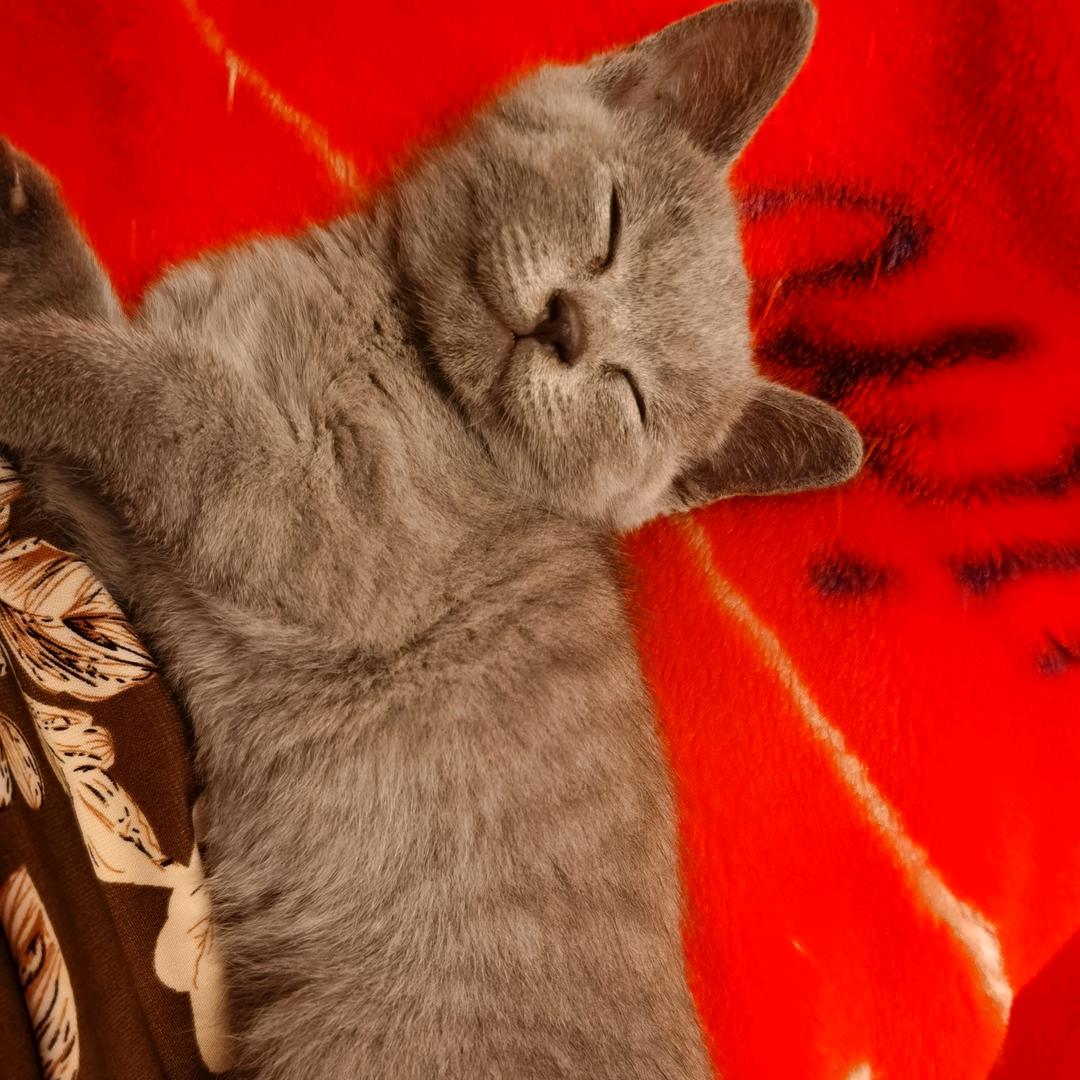 ℳঞ六六꧔ꦿ🐈