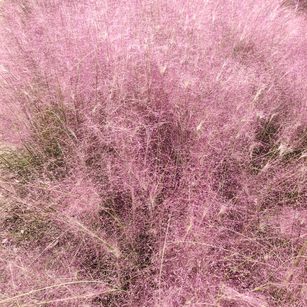 大郝庄宁姐快餐