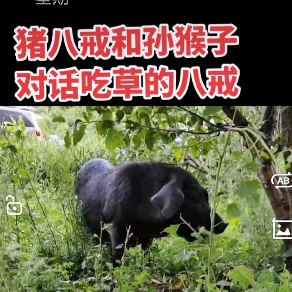猪八戒料文化