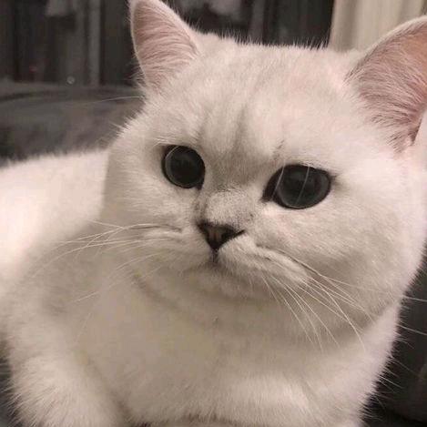 猫猫仔