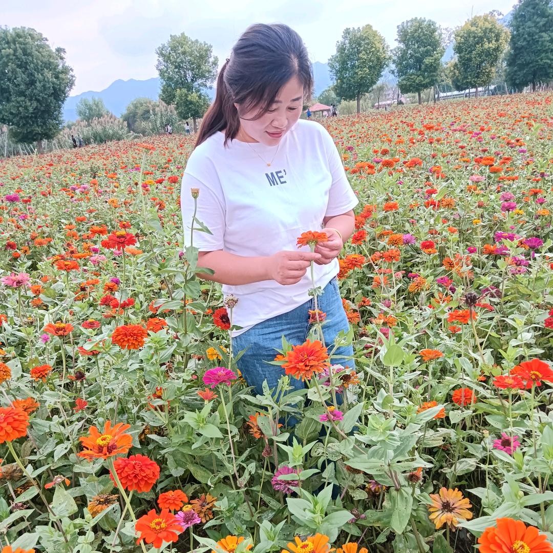 曾菽朋