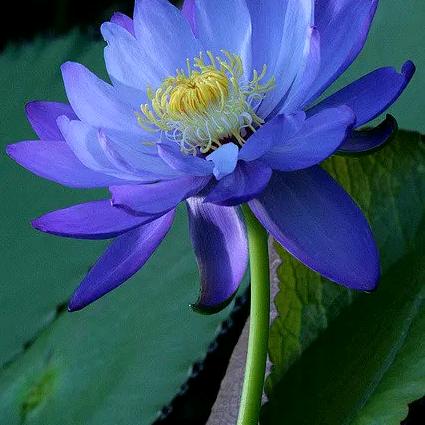 蓝莲