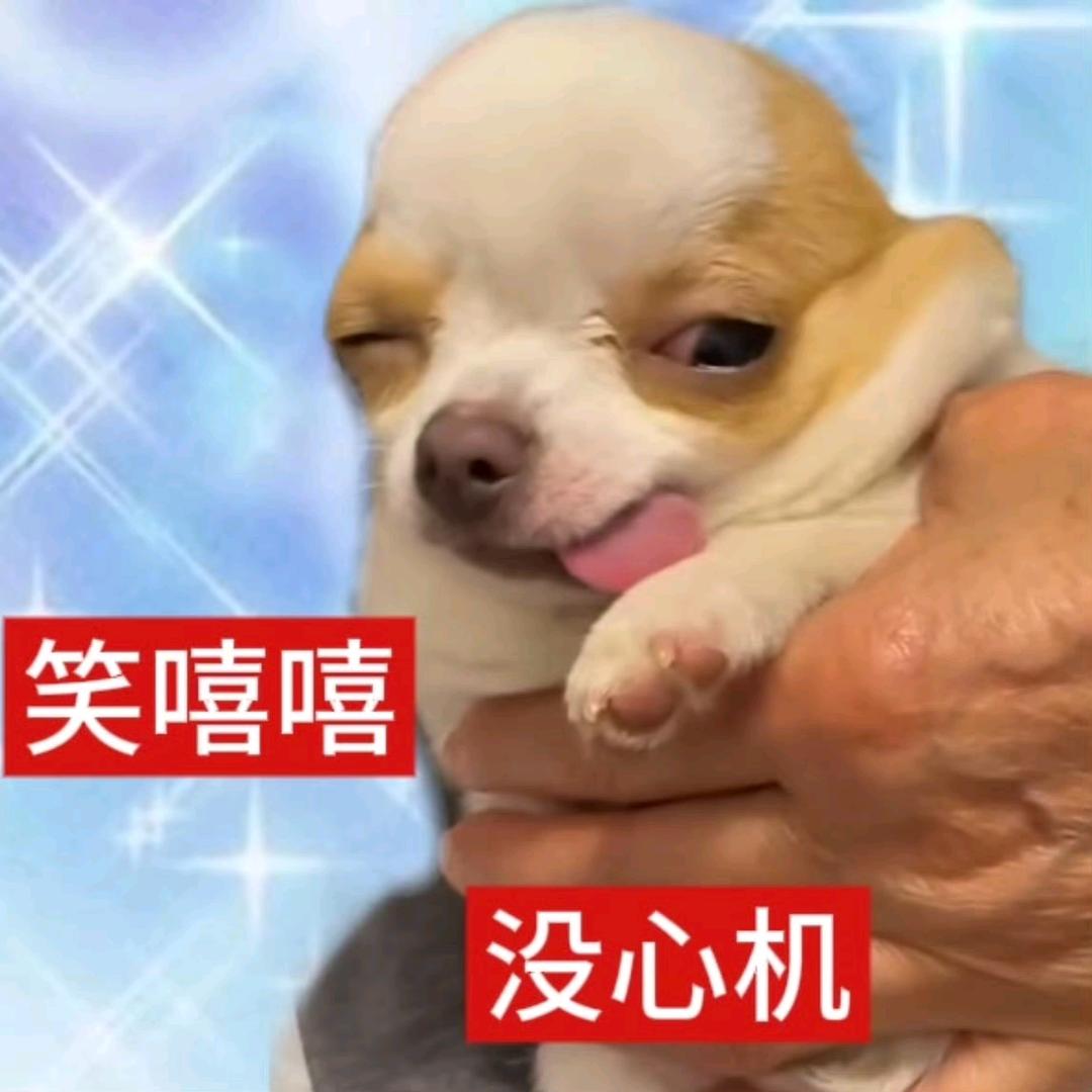 叽里咕噜🐱