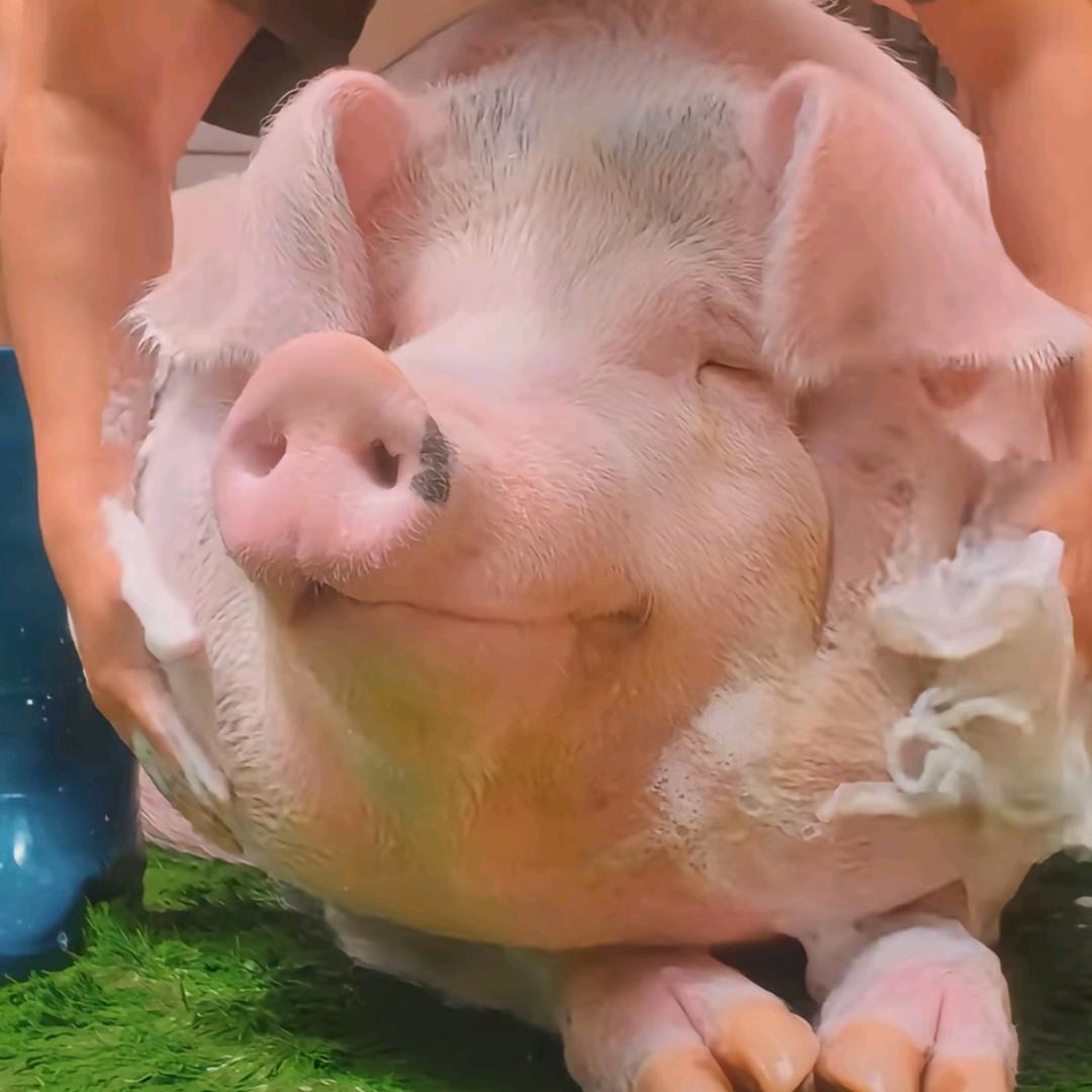唐新戒曼巴