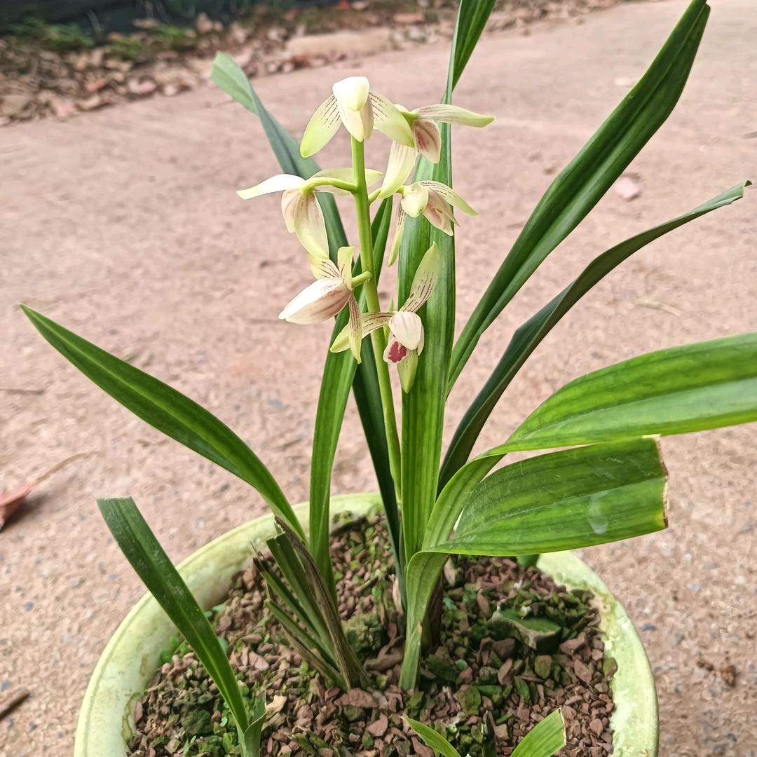 思茅区芝麻园艺花卉种植场