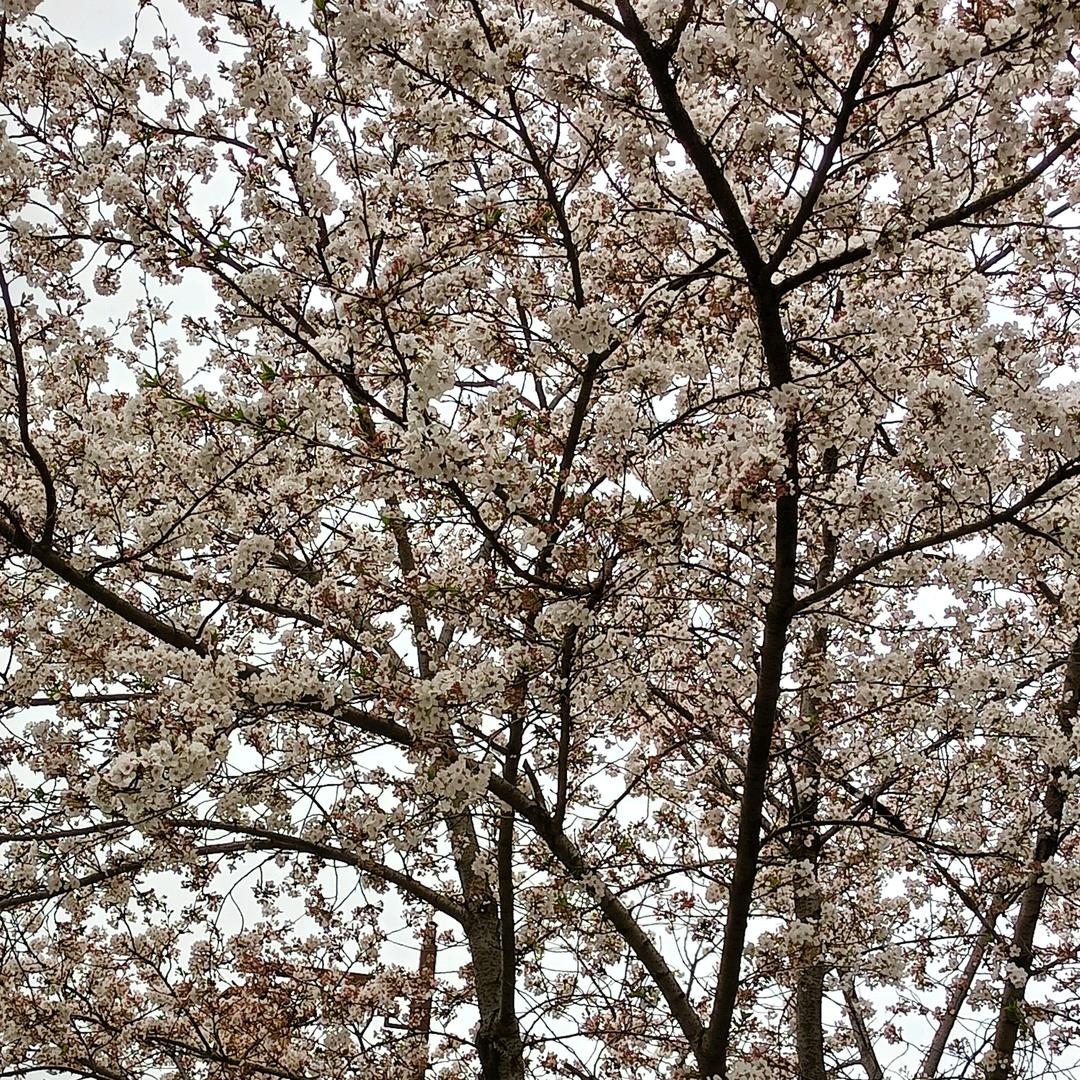 樱花树下