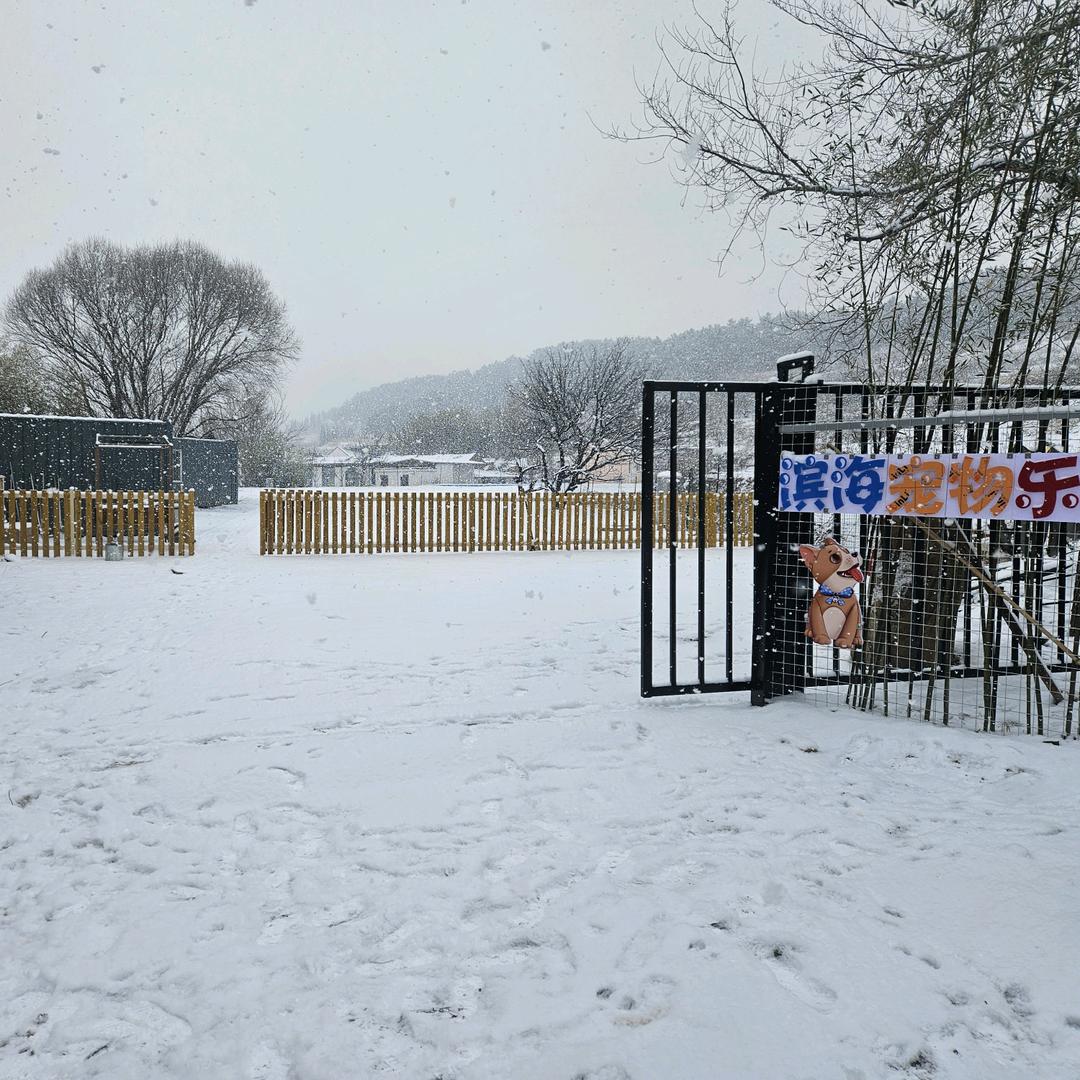 滨海宠物乐园训犬寄养训犬师培训基地