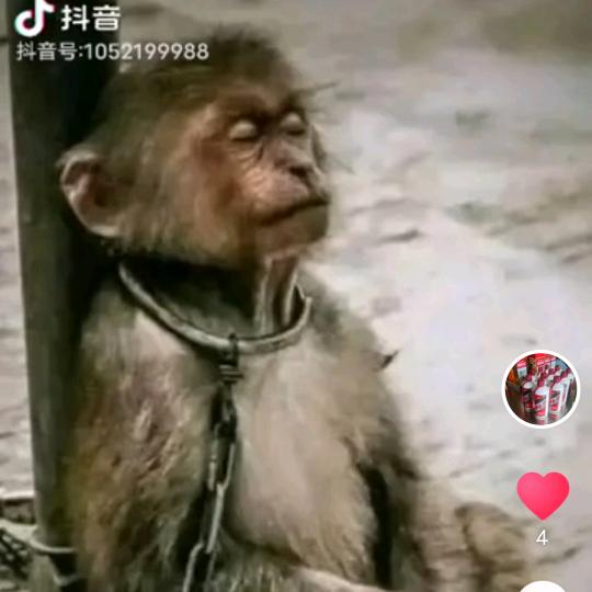 老表