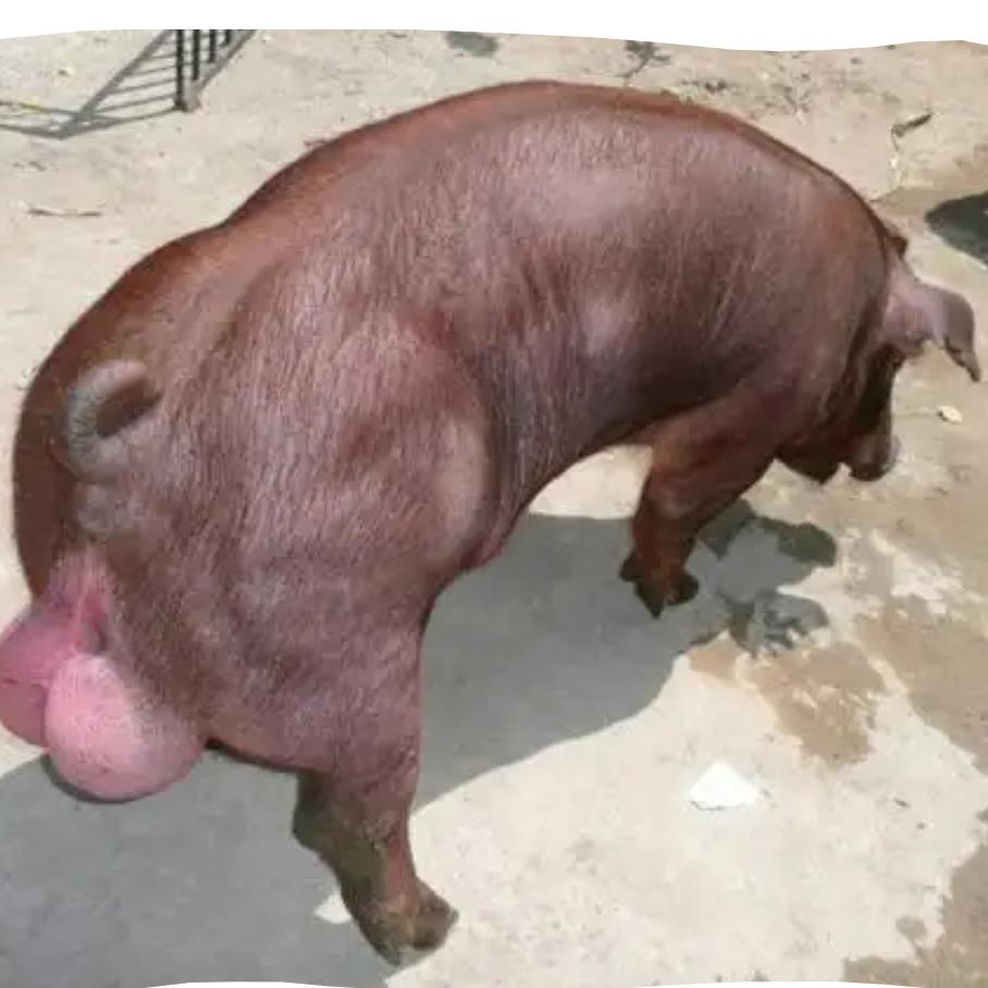 种公母猪繁育基地