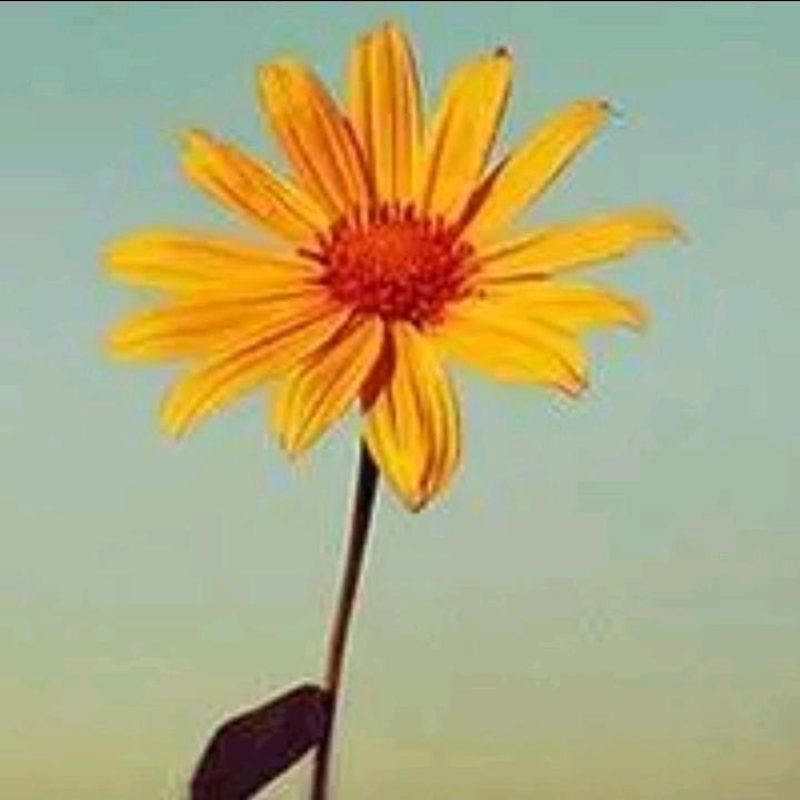 生如夏花之绚烂