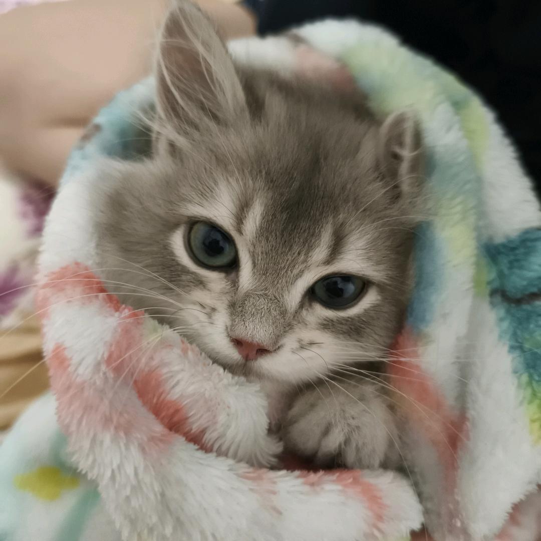 一只菠萝崽吖🍍