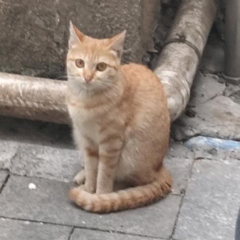 关爱流浪小动物