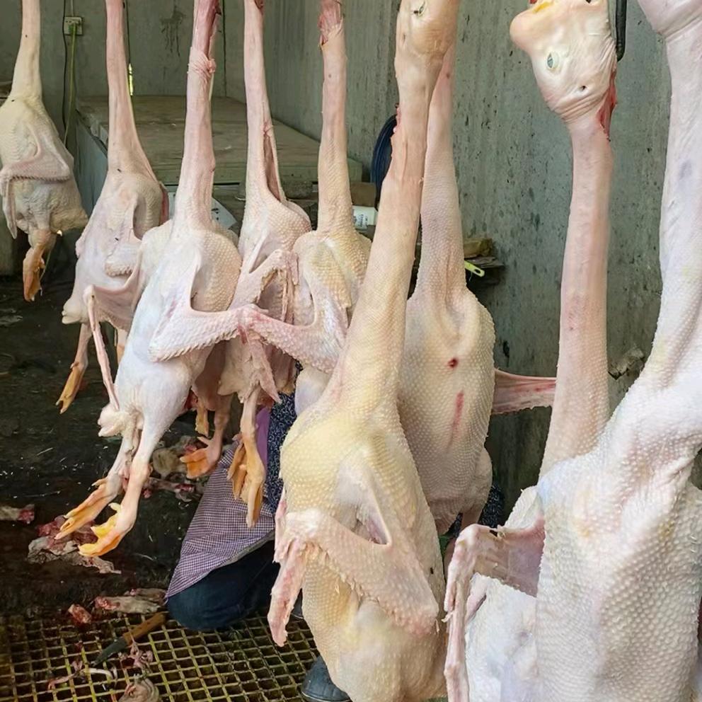 家禽交易，鸡，鹅，狗，羊