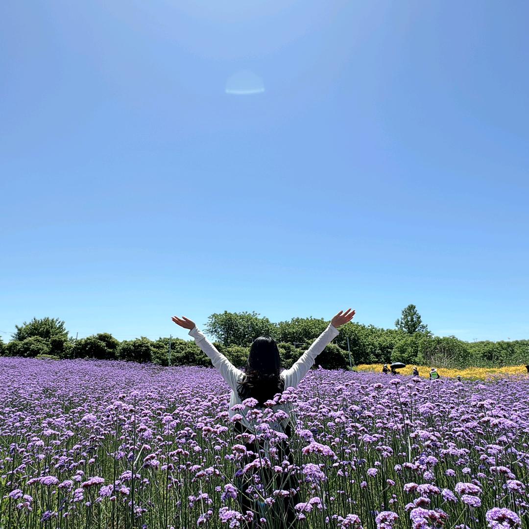 万象鸿蒙体验官