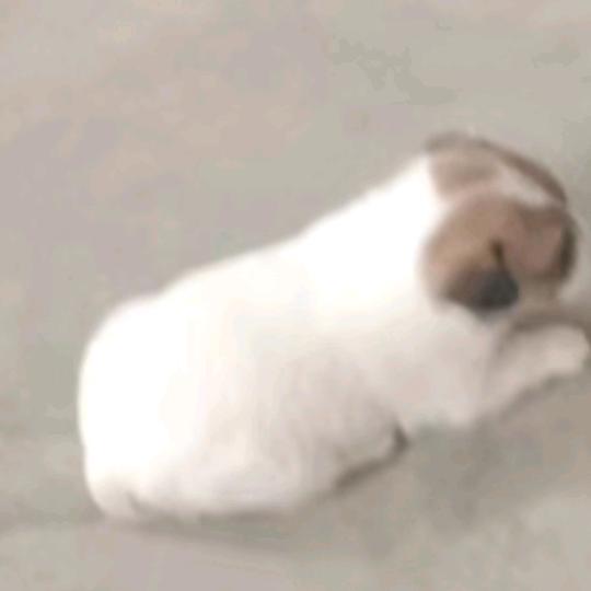 说嗯谢谢