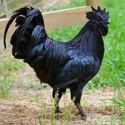 马长栋电商活禽一件代发