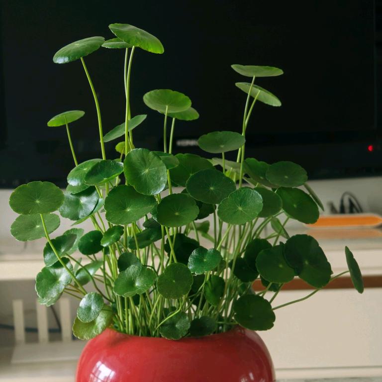 清风明月