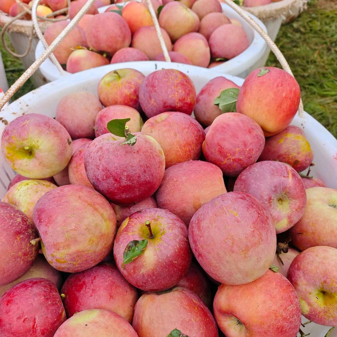 团团家的苹果园🍎