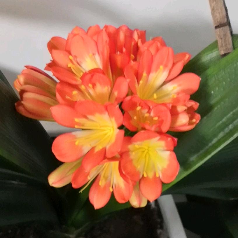 咖啡豆☕️（拒聊）