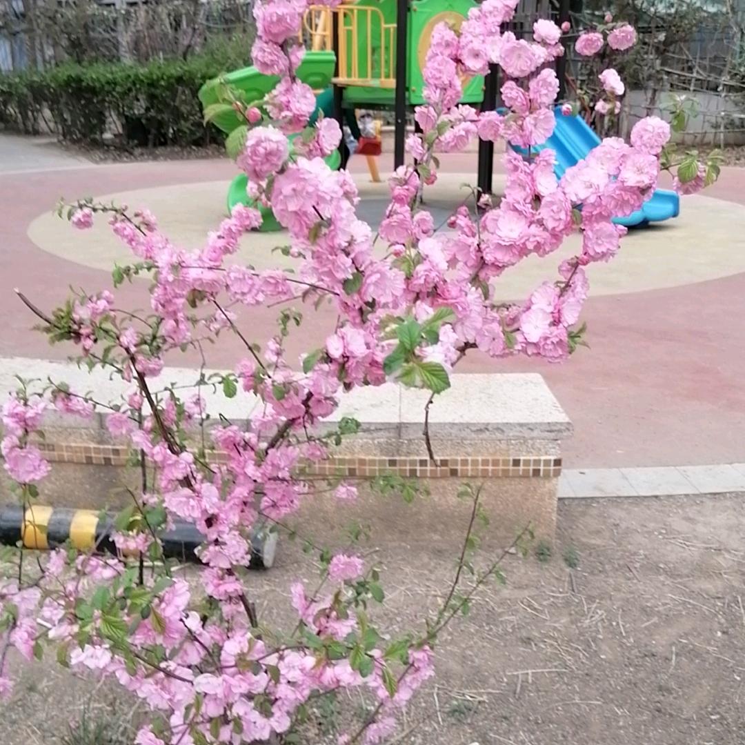 凤凰