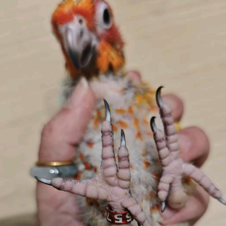小乔鹦鹉
