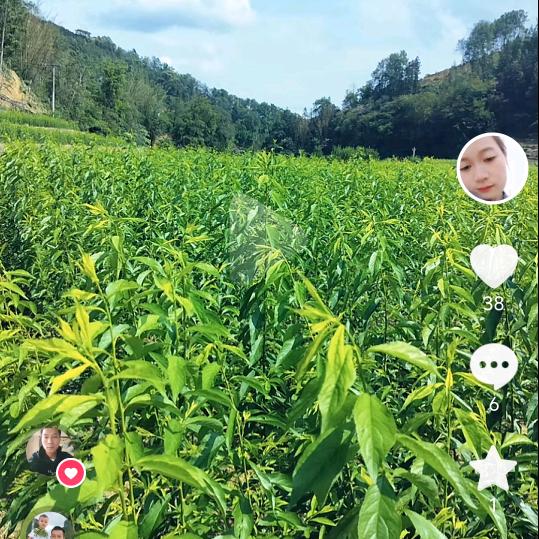 专业培育蜂糖李树苗批发