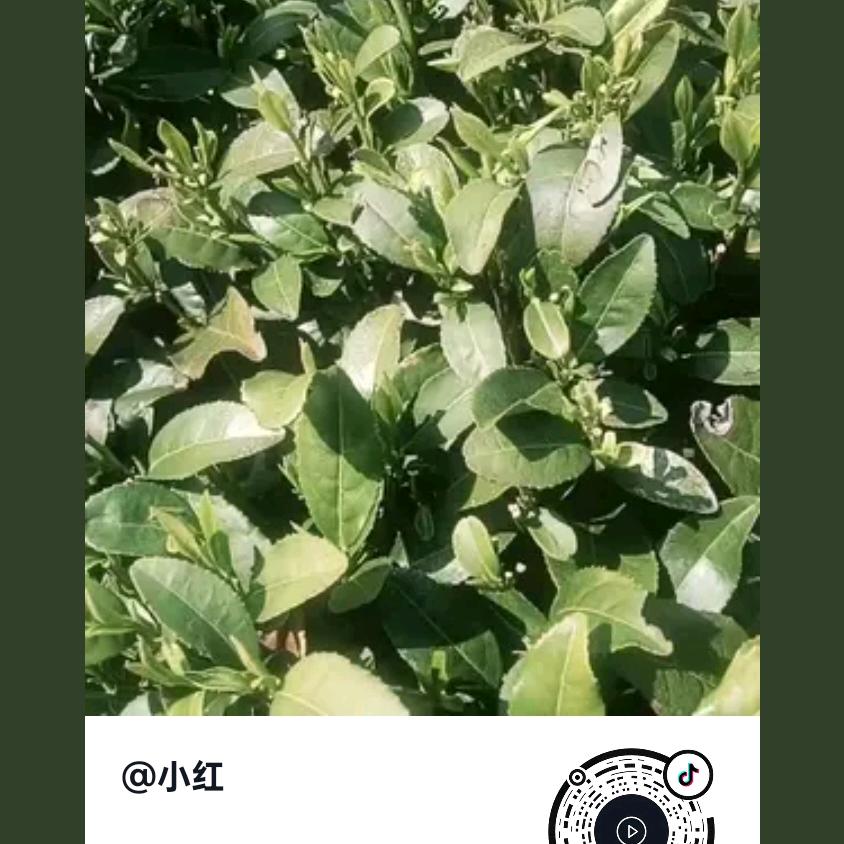 幸福家庭